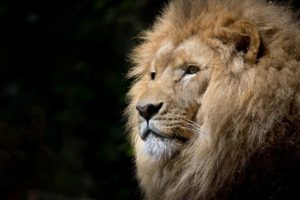 lion with black background photo