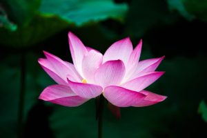 gorgeous pink lotus flower photo