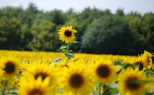 high sunflower amidst sunflower field photo