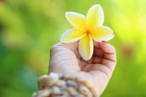 hawaiian flower photo