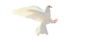 beautiful white dove photo
