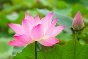 pink vibrant lotus flower photo