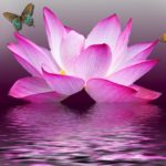 butterfly with pink lotus on water image