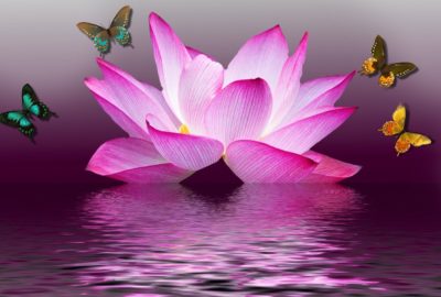 butterfly with pink lotus on water image