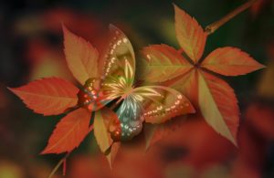 butterfly in autumn colors on leaf image