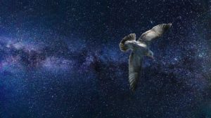 hawk flying in cosmos image