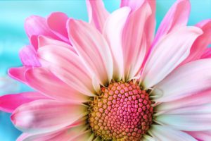 beautiful pink flower aqua blue background image