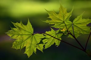 green maple leaves photo