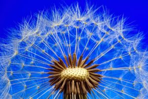 dandelion with blue sky background photo