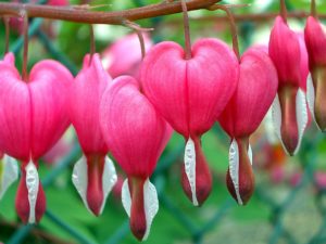 pink heart shaped flowers image