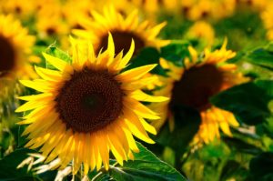 yellow sunflower photo