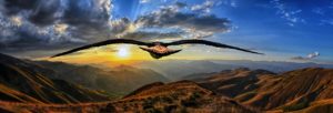 bird flying into sunrise photo