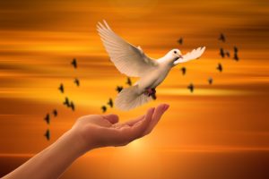 gentle hand releasing dove at sunset image