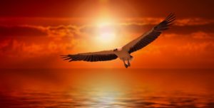 soaring eagle at sunset image