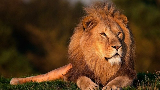 frequencywriter.com ~ august energy update 2020 ~ lion majestic medicine power