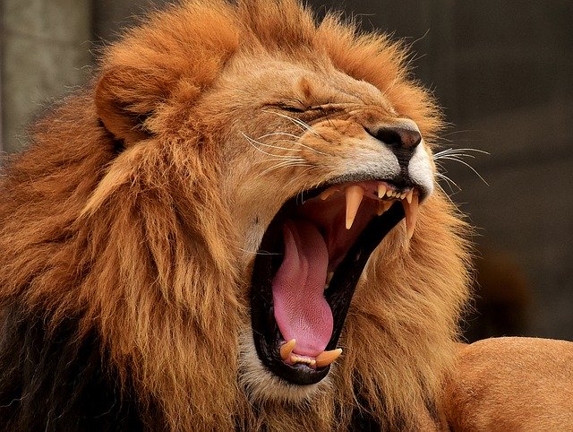frequencywriter.com ~ october 2020 energy update ~ lion roaring lion medicine