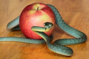 frequencywriter.com ~ February 2021 Energy Update ~ Adam & Eve Choicepoints ~ Serpent and Apple