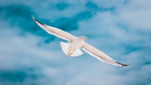 frequencywriter.com ~ Aviator Avatars ~ seagull flying blue sky sovereignty