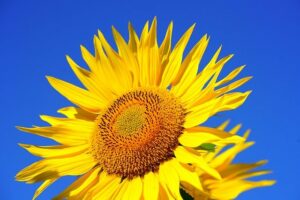 frequencywriter.com ~ March 2021+ Energy Update ~ Sunflower and Blue Sky