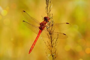 frequencywriter.com ~ Aviator Avatars ~ beautiful dragonfly 