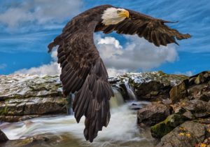Frequencywriter.com ~ November 2021 Energy Update ~ Eagle and God's Victory