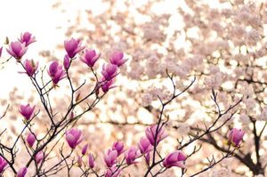 frequencywriter.com ~ April May 2022 Energy Update ~ Spring is Springing