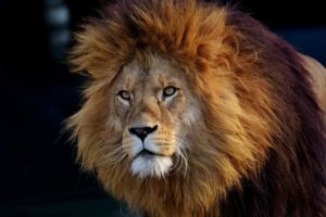 August 2022 Energy Update ~ frequencywriter.com ~ Lion's Gate