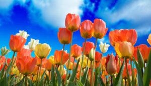 April 2023 Energy Update ~ frequencywriter.com ~ May Flowers